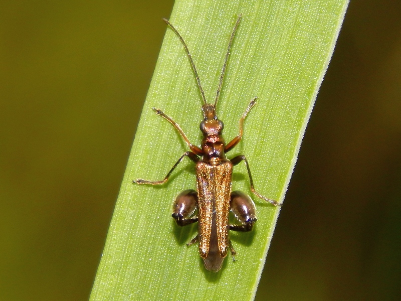 Oedemera flavipes